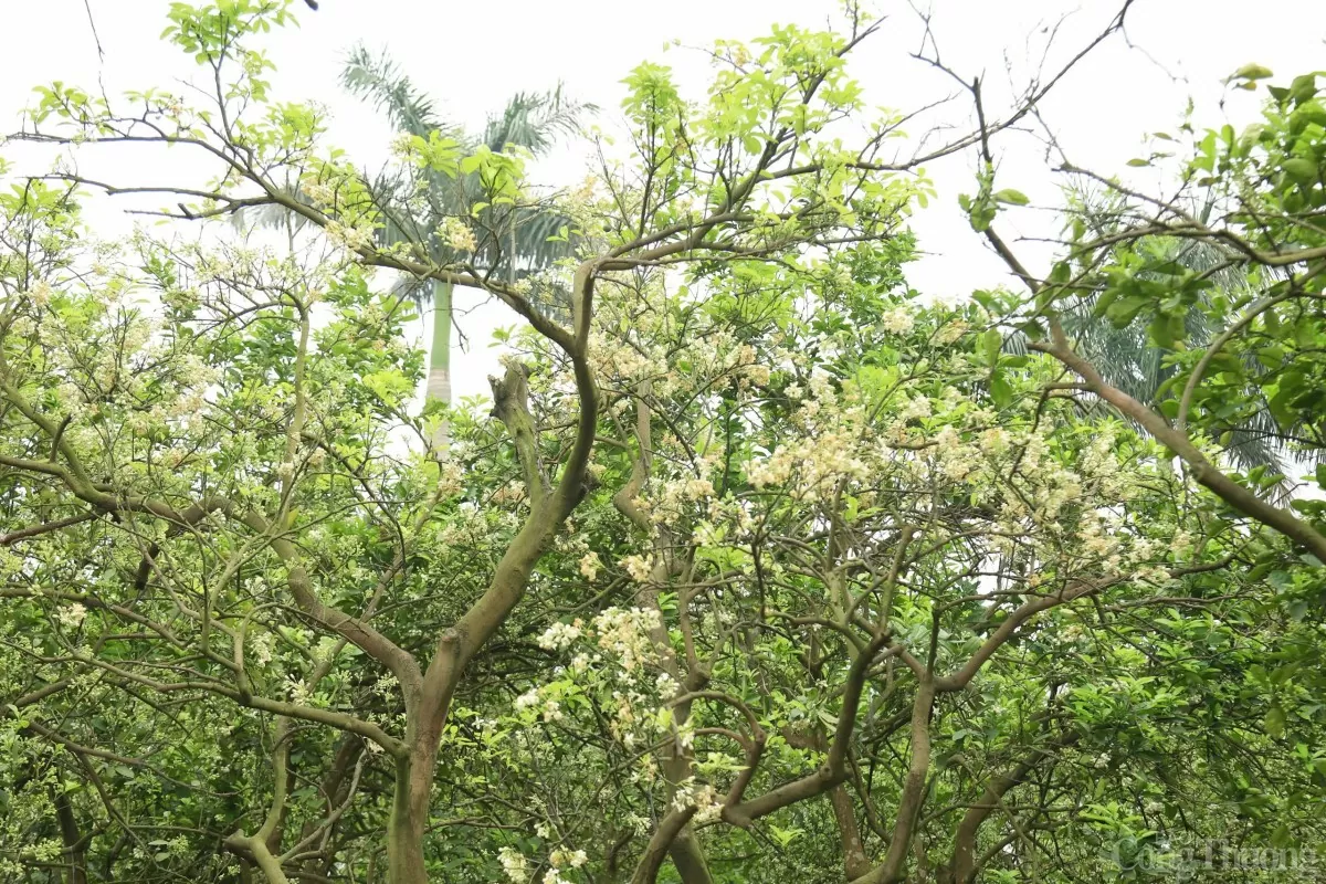 Xem người dân 'se duyên' cho bưởi Diễn