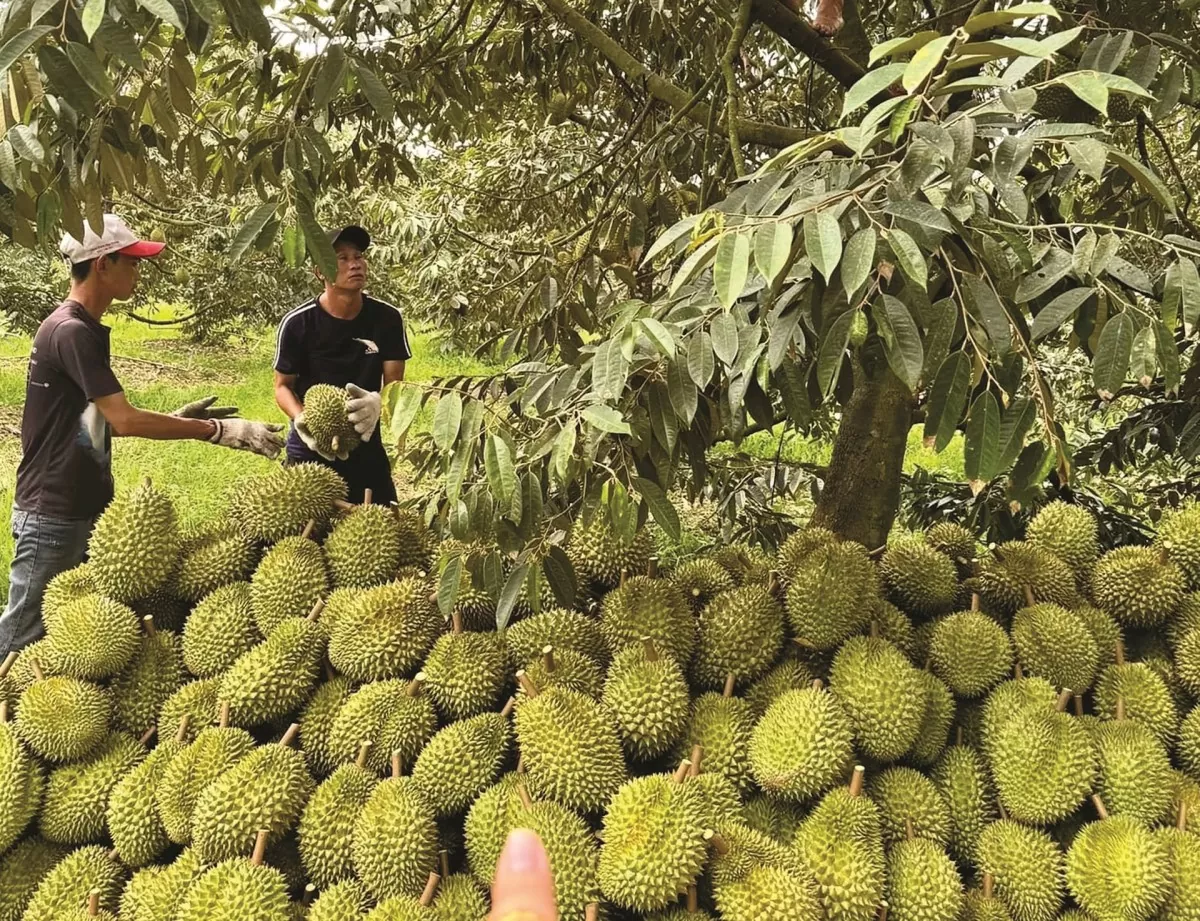 Giá sầu riêng ‘leo thang’, nỗi lo đầu ra vẫn ‘canh cánh’