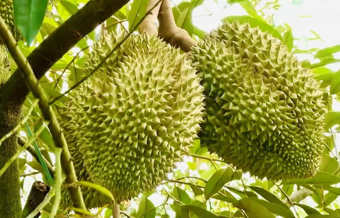 Giá sầu riêng ‘leo thang’, nỗi lo đầu ra vẫn ‘canh cánh’