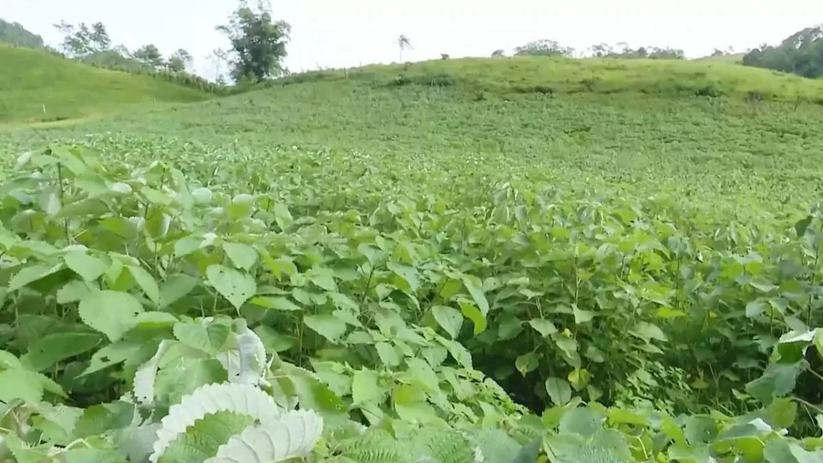 Chuỗi liên kết sản xuất sợi gai: Chìa khóa mở lối thoát nghèo cho đồng bào dân tộc Sơn La