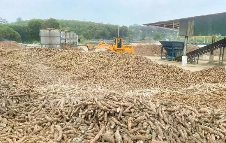 quý I/2025, tổng lượng sắn xuất khẩu đạt 1,21 triệu tấn, tăng 28% so với cùng kỳ năm 2024.
