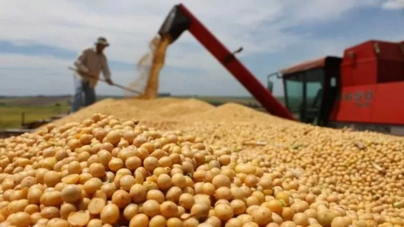 Giá giảm sâu, Việt Nam tăng cường nhập khẩu đậu tương