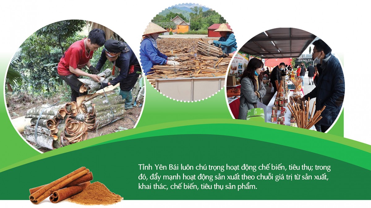 Longform | ‘Vàng xanh’ của rừng thành sinh kế bền vững cho đồng bào dân tộc