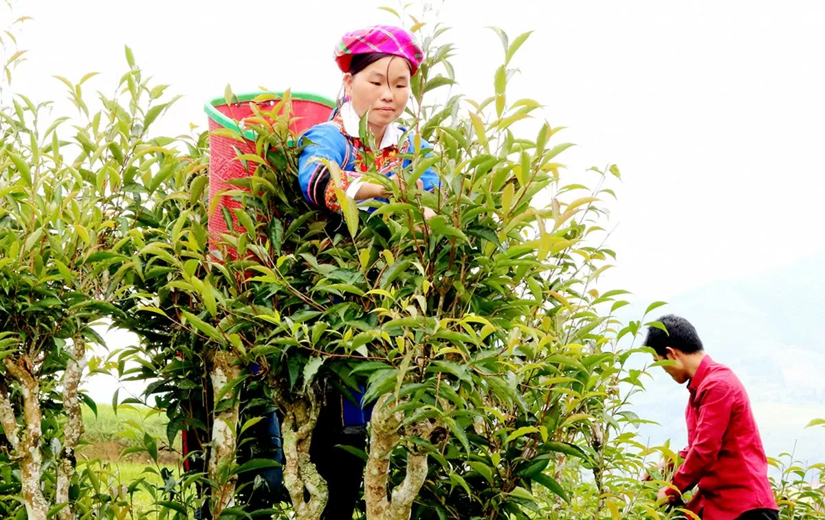 Bản làng số hóa, sản phẩm vươn xa