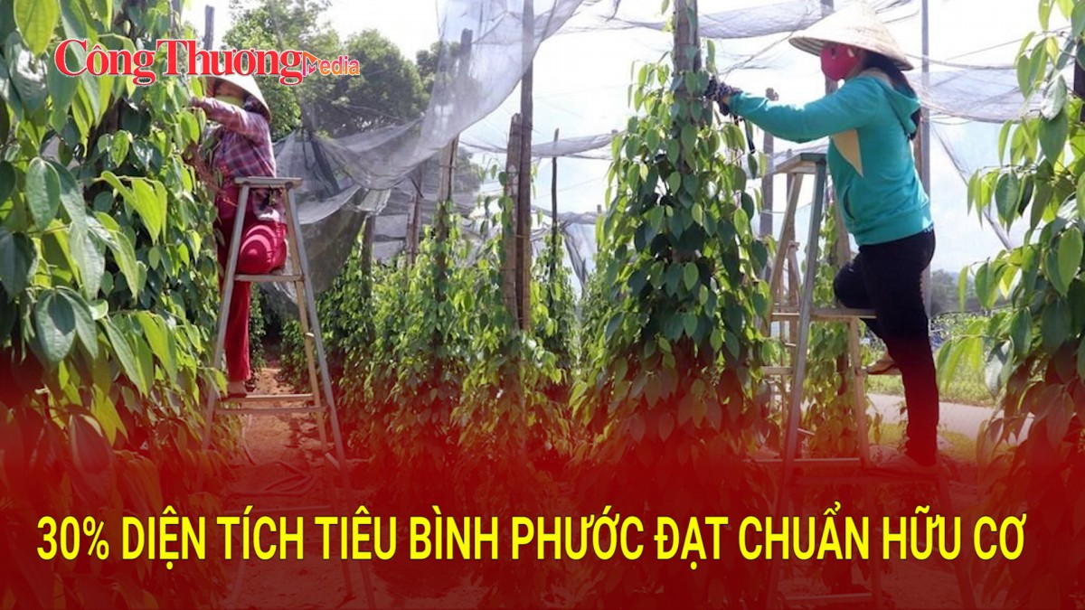 30% diện tích tiêu Bình Phước đạt chuẩn hữu cơ