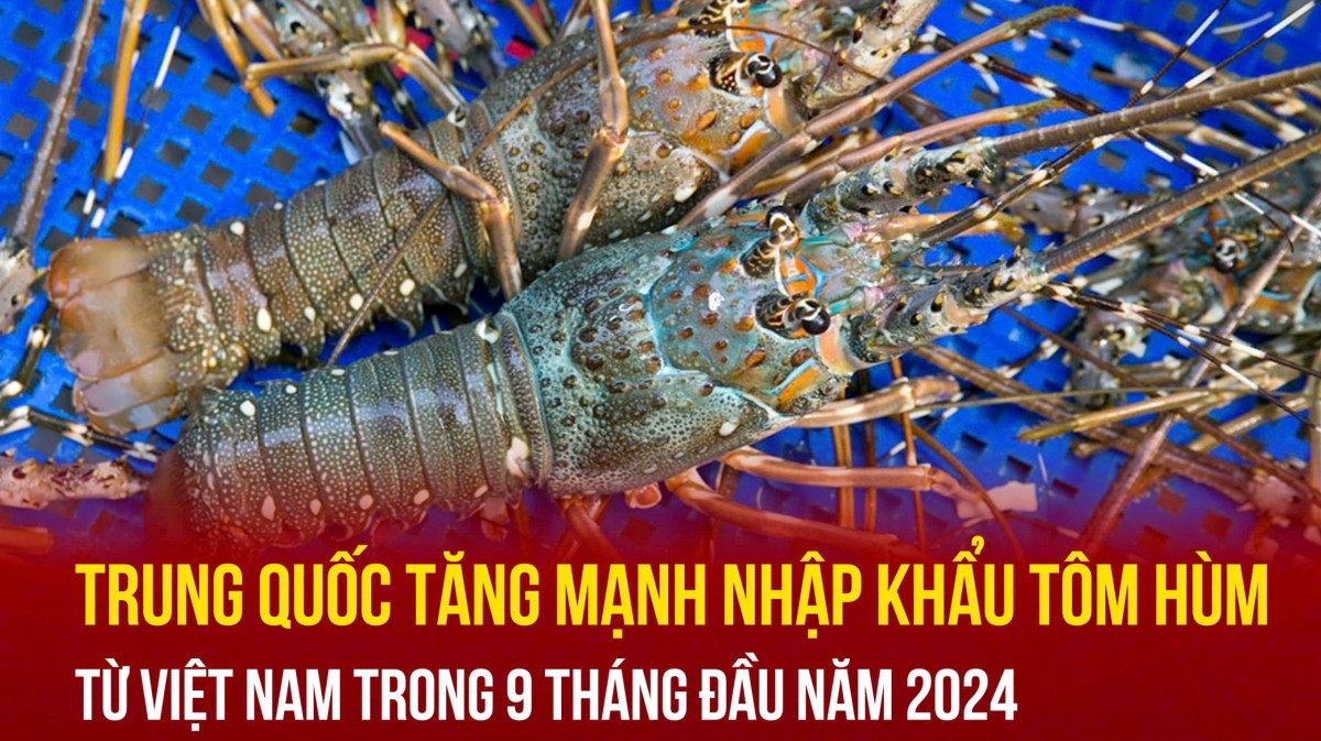 Trung Quốc tăng mạnh nhập khẩu tôm hùm từ Việt Nam trong 9 tháng năm 2024