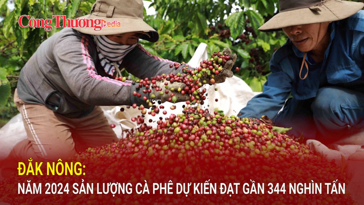 Đắk Nông: Năm 2024 sản lượng cà phê dự kiến đạt gần 344 nghìn tấn