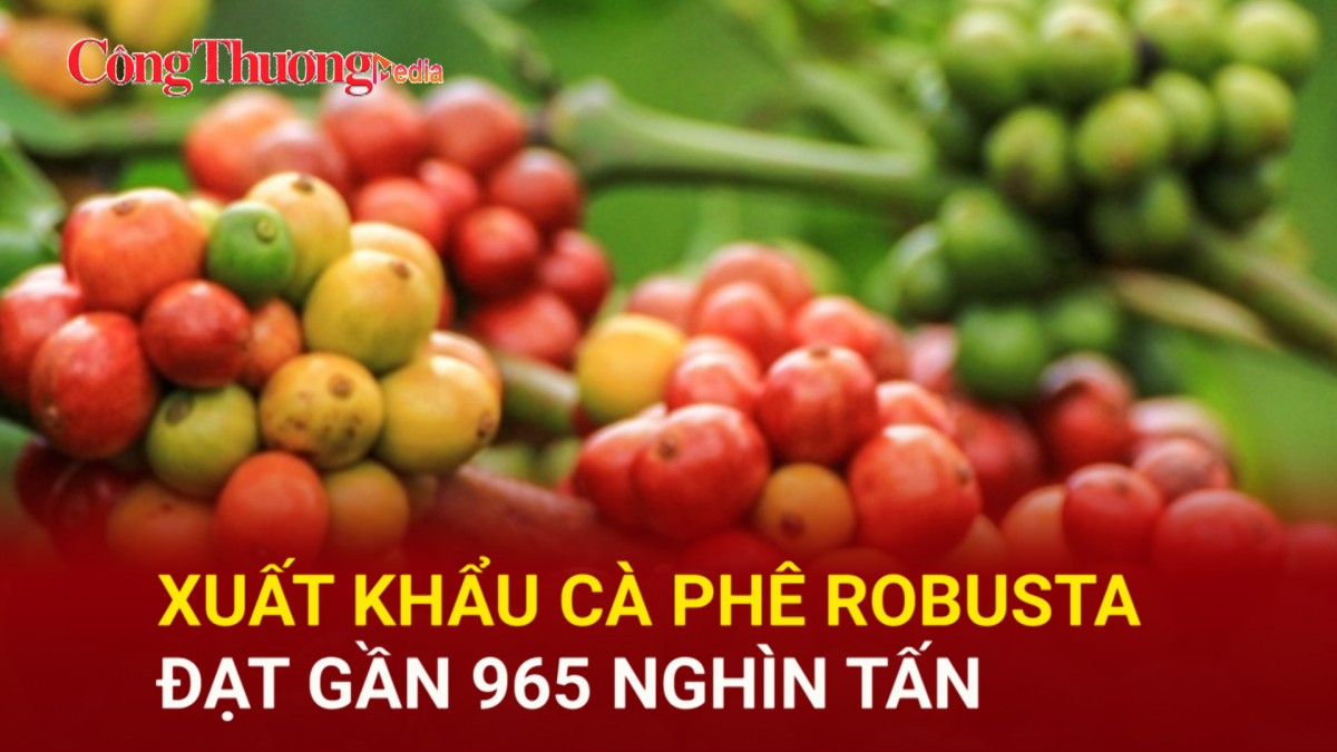 Xuất khẩu cà phê Robusta đạt gần 965 nghìn tấn