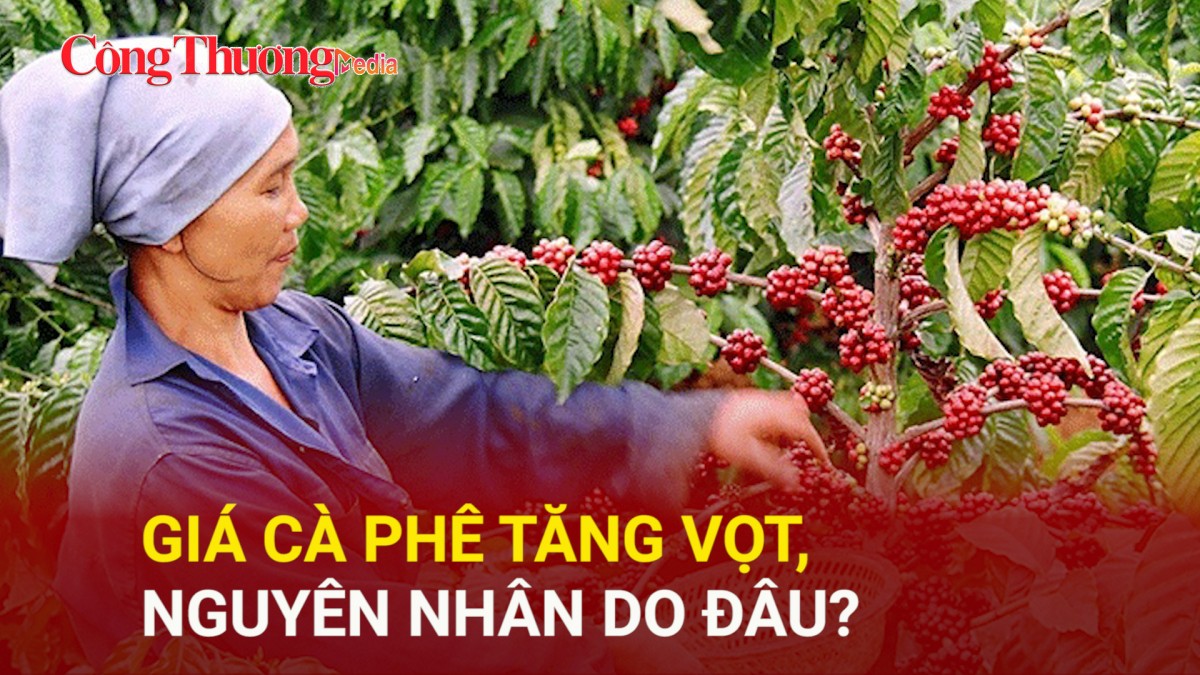 Giá cà phê tăng vọt, nguyên nhân do đâu?