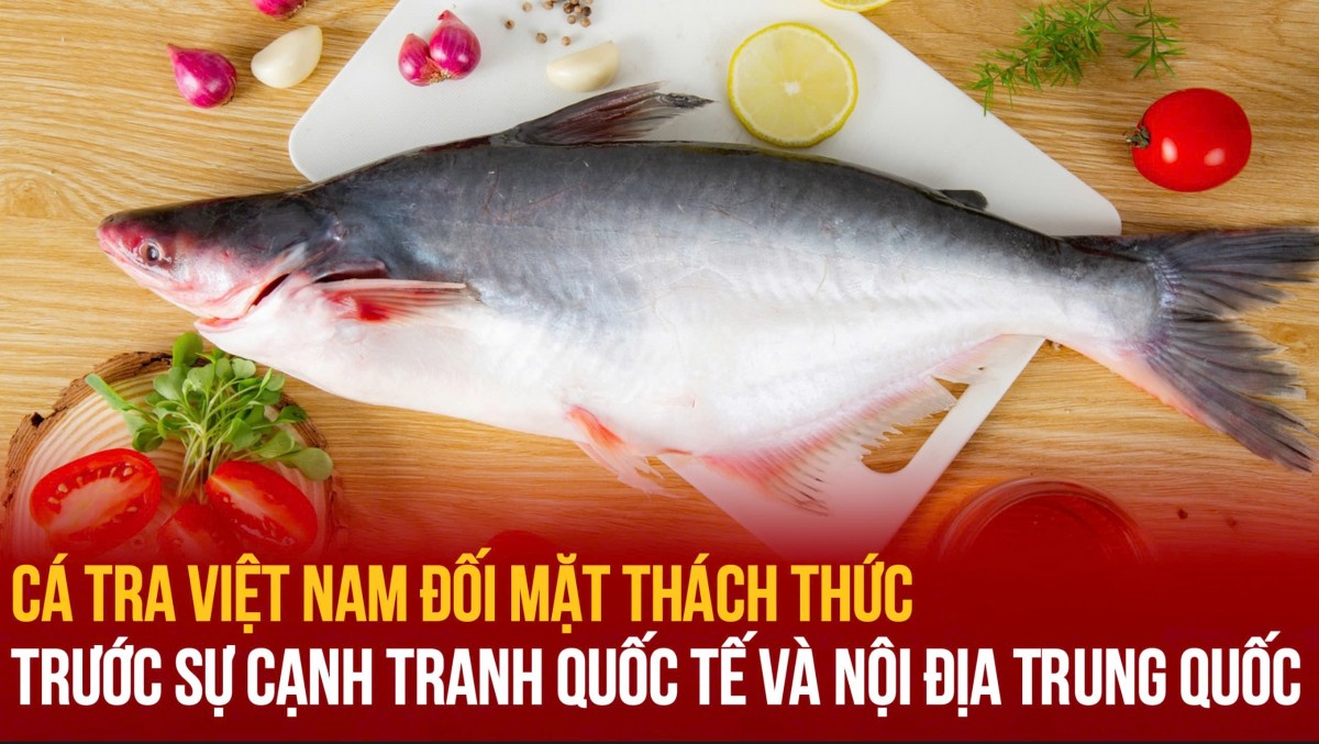 Cá tra Việt Nam đối mặt thách thức trước sự cạnh tranh quốc tế và nội địa Trung Quốc