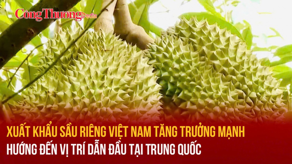 Xuất khẩu sầu riêng Việt Nam tăng trưởng mạnh, hướng đến vị trí dẫn đầu tại Trung Quốc