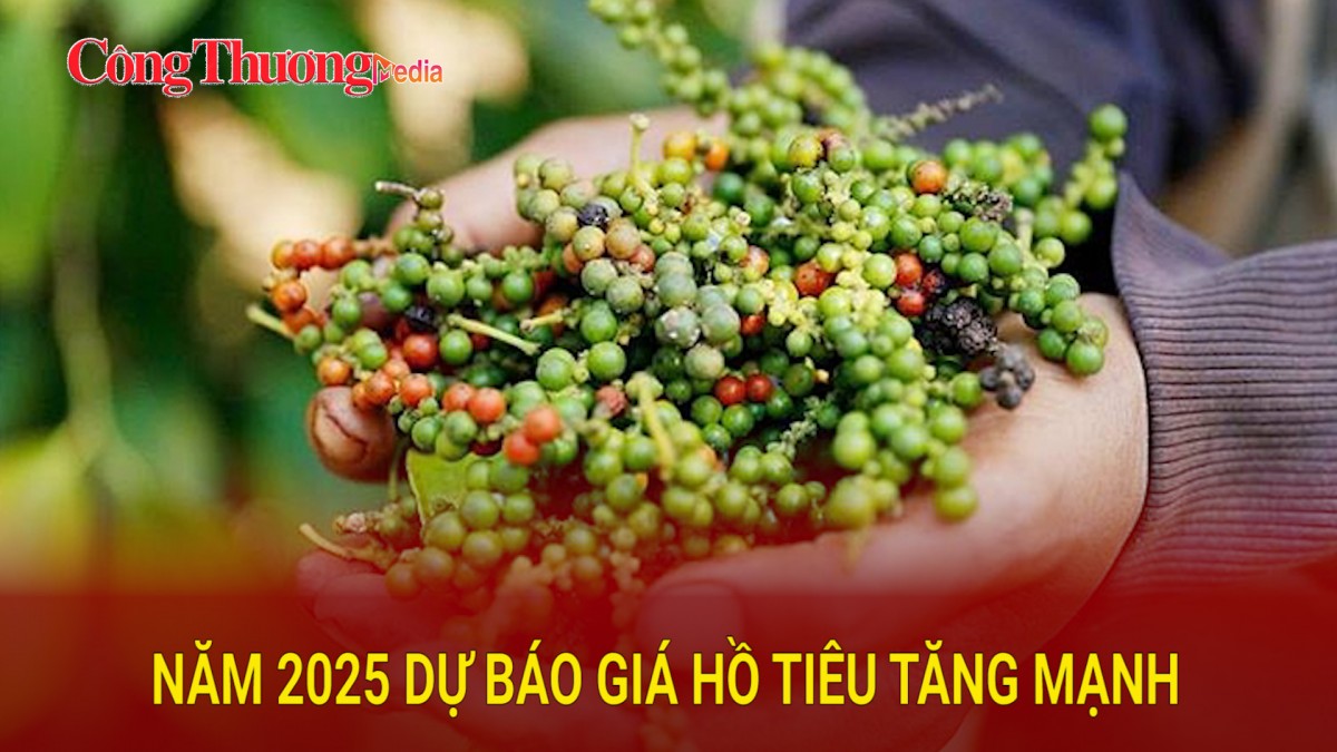 Năm 2025, dự báo giá hồ tiêu tăng mạnh