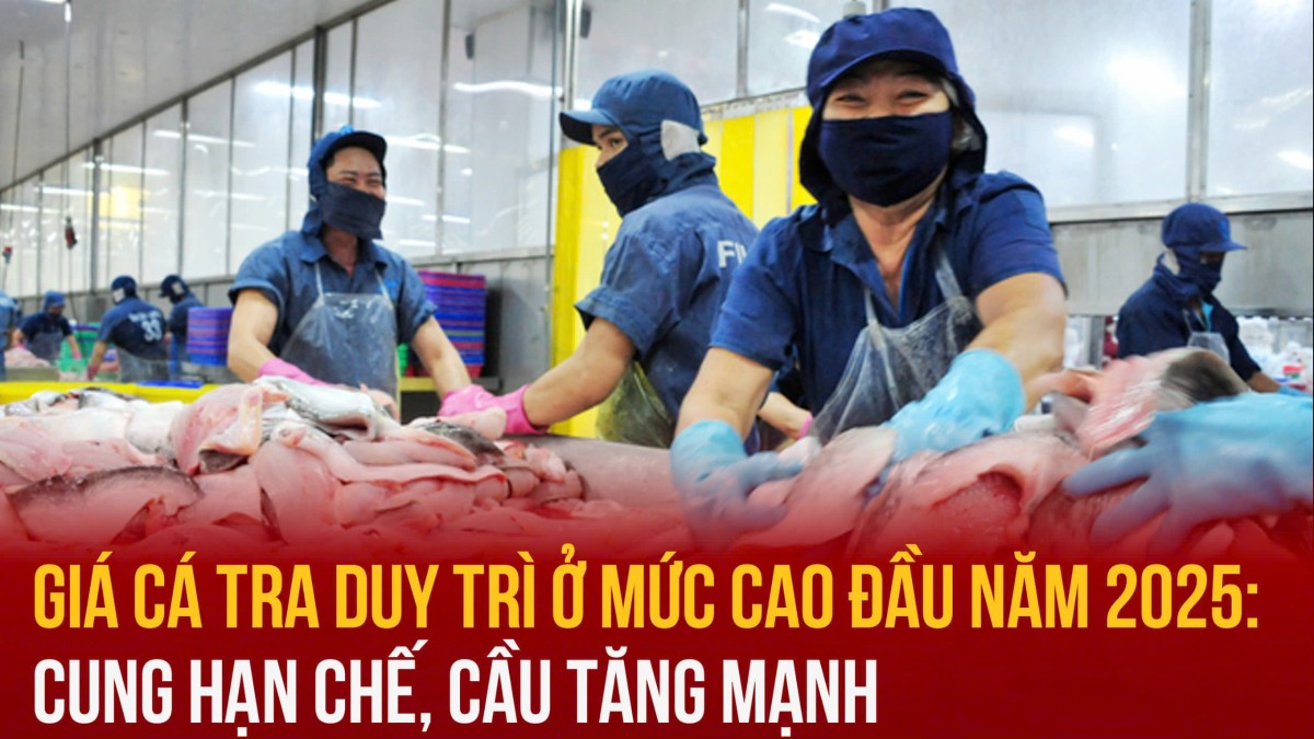 Giá cá tra duy trì ở mức cao đầu năm 2025: Cung hạn chế, cầu tăng mạnh