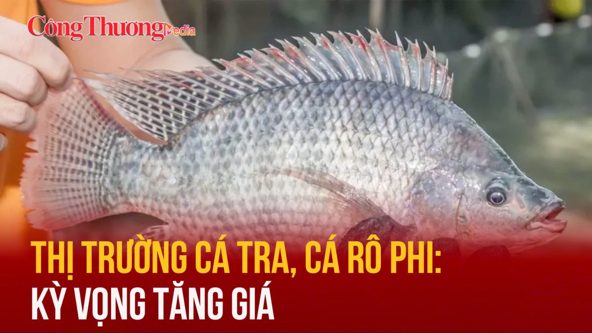 Thị trường cá tra, cá rô phi: Kỳ vọng tăng giá