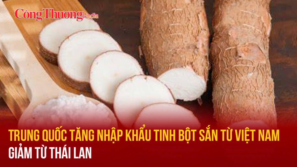 Trung Quốc tăng nhập khẩu tinh bột sắn từ Việt Nam, giảm từ Thái Lan
